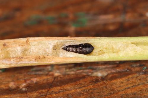 Réf. 250 462 : Phytomyza sp.